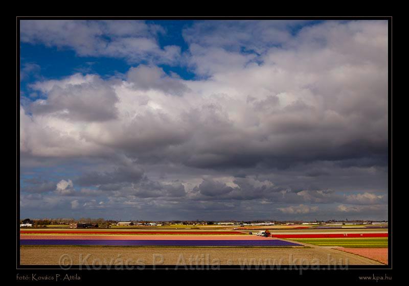 Keukenhof Hollandia 111.jpg